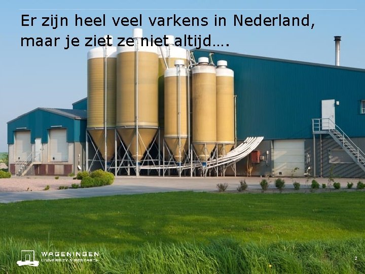 Er zijn heel varkens in Nederland, maar je ziet ze niet altijd…. 2 