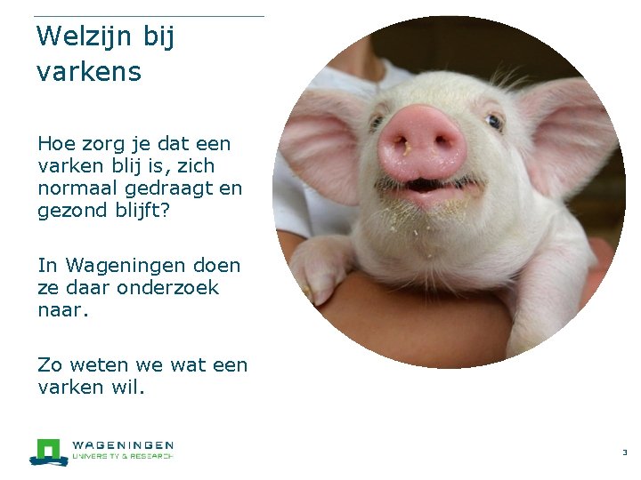 Welzijn bij varkens Hoe zorg je dat een varken blij is, zich normaal gedraagt