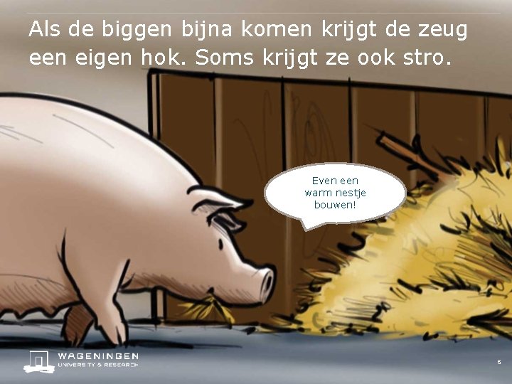 Als de biggen bijna komen krijgt de zeug een eigen hok. Soms krijgt ze