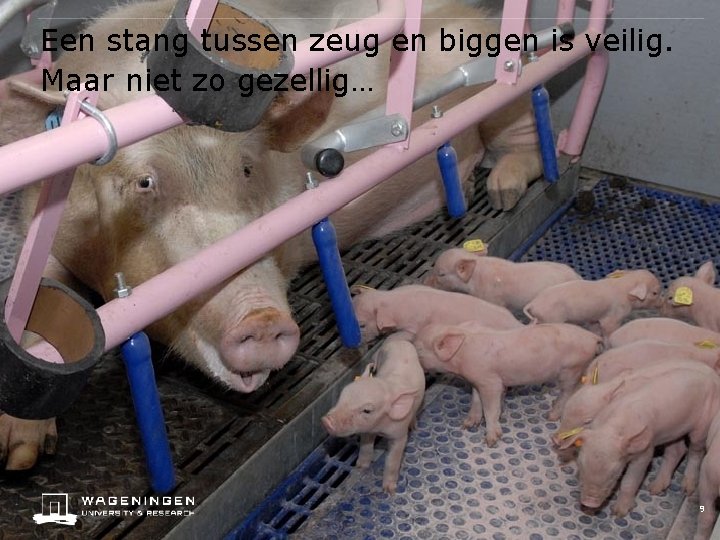 Een stang tussen zeug en biggen is veilig. Maar niet zo gezellig… 9 