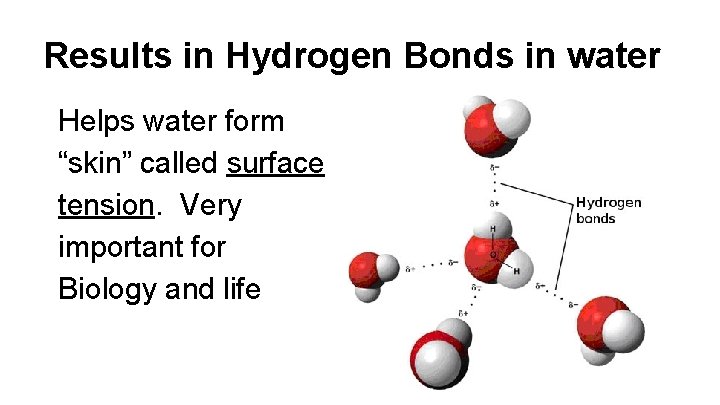 Results in Hydrogen Bonds in water Helps water form “skin” called surface tension. Very