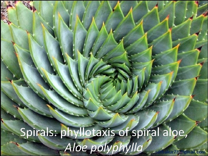 Spirals: phyllotaxis of spiral aloe, Aloe polyphylla rdthakur 78@gmail. com 