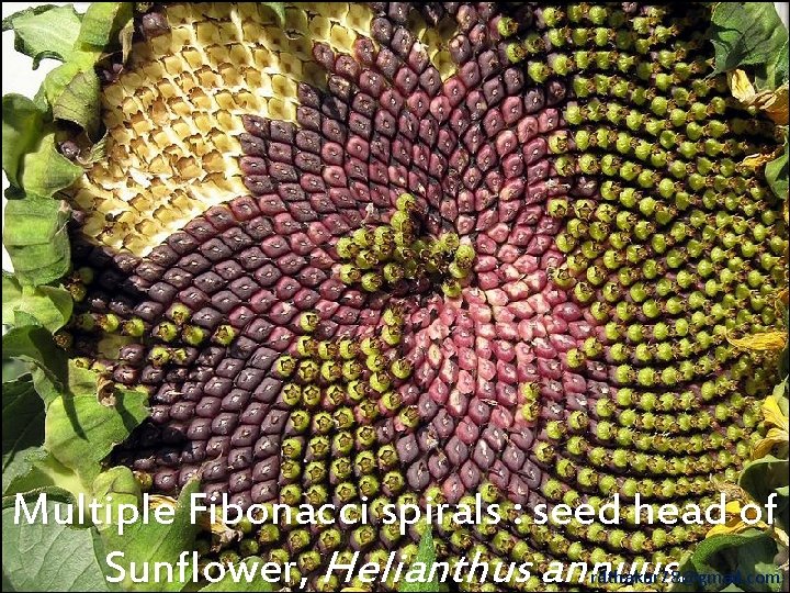 Multiple Fibonacci spirals : seed head of Sunflower, Helianthus annuus. rdthakur 78@gmail. com 