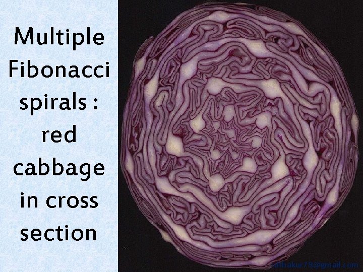Multiple Fibonacci spirals : red cabbage in cross section rdthakur 78@gmail. com 