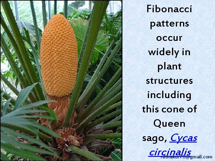 Fibonacci patterns occur widely in plant structures including this cone of Queen sago, Cycas