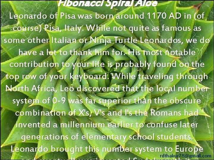 Fibonacci Spiral Aloe Leonardo of Pisa was born around 1170 AD in (of course)