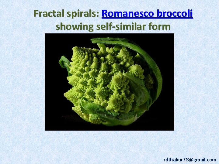 Fractal spirals: Romanesco broccoli showing self-similar form rdthakur 78@gmail. com 