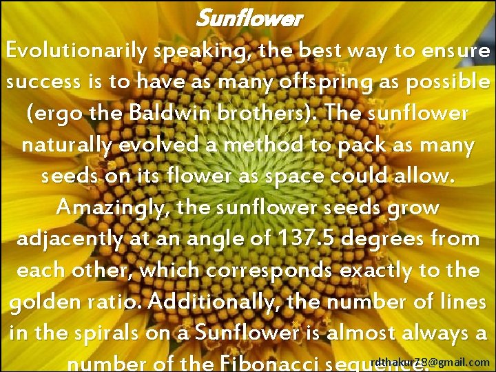 Sunflower Evolutionarily speaking, the best way to ensure success is to have as many