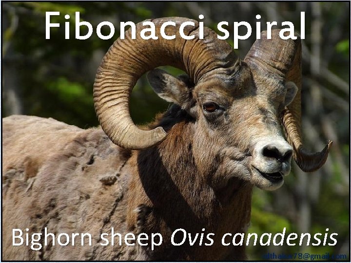 Fibonacci spiral Bighorn sheep Ovis canadensis rdthakur 78@gmail. com 