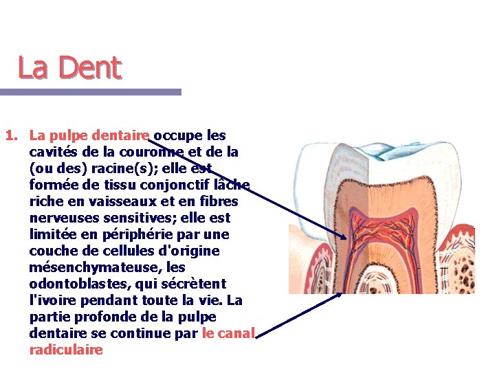 La Dent 1. La pulpe dentaire occupe les cavités de la couronne et de