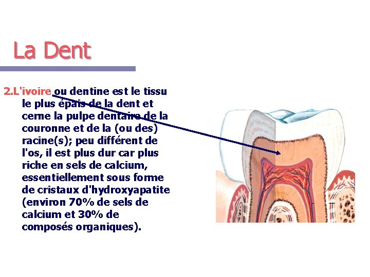 La Dent 2. L'ivoire ou dentine est le tissu le plus épais de la