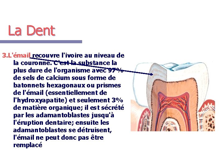 La Dent 3. L'émail recouvre l'ivoire au niveau de la couronne. C'est la substance
