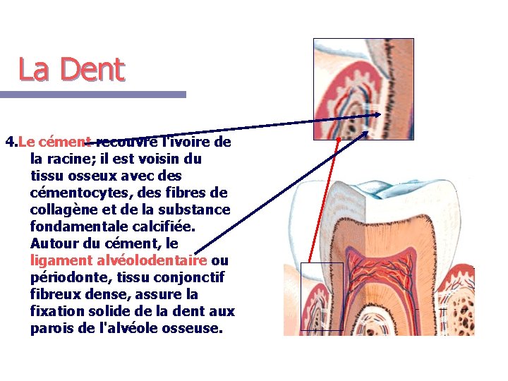 La Dent 4. Le cément recouvre l'ivoire de la racine; il est voisin du