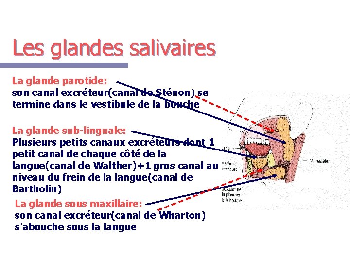 Les glandes salivaires La glande parotide: son canal excréteur(canal de Sténon) se termine dans