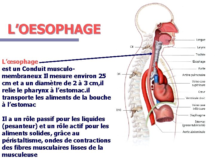 L’OESOPHAGE L’œsophage est un Conduit musculomembraneux Il mesure environ 25 cm et a un