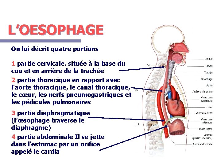 L’OESOPHAGE On lui décrit quatre portions 1 partie cervicale. située à la base du