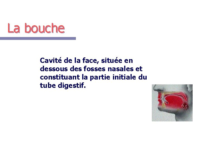 La bouche Cavité de la face, située en dessous des fosses nasales et constituant