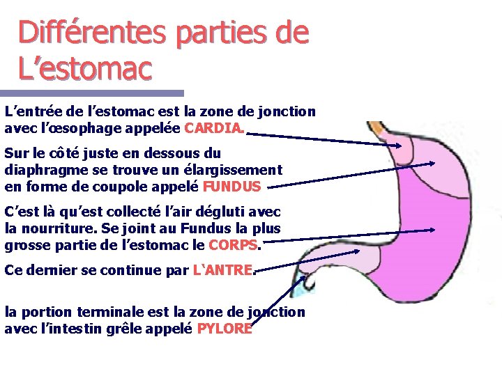 Différentes parties de L’estomac L’entrée de l’estomac est la zone de jonction avec l’œsophage