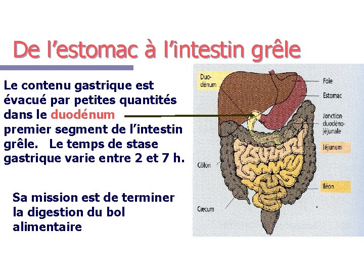 De l’estomac à l’intestin grêle Le contenu gastrique est évacué par petites quantités dans