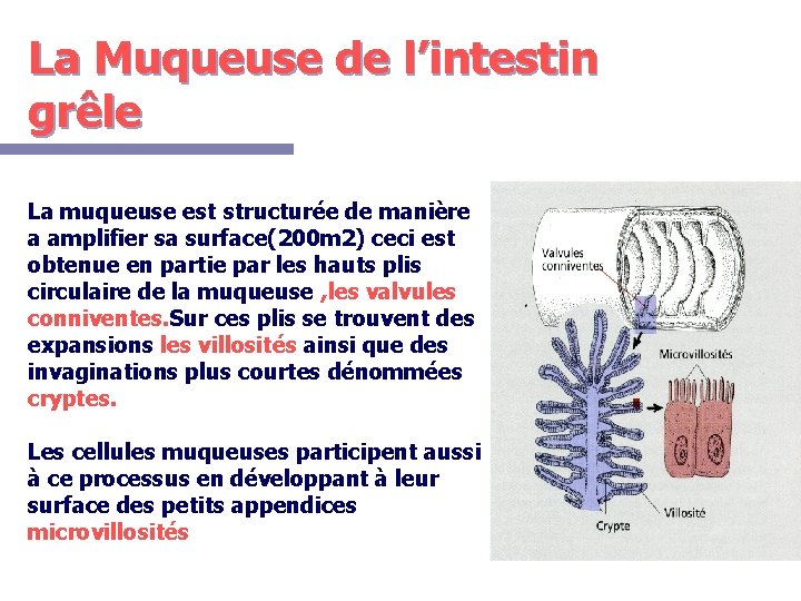 La Muqueuse de l’intestin grêle La muqueuse est structurée de manière a amplifier sa