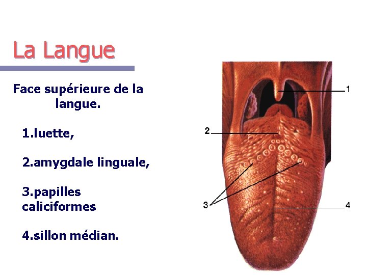 La Langue Face supérieure de la langue. 1. luette, 2. amygdale linguale, 3. papilles