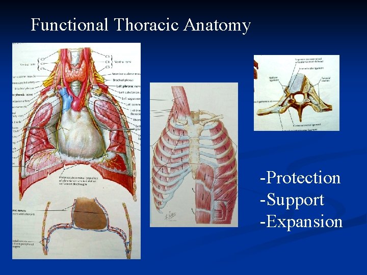 Functional Thoracic Anatomy -Protection -Support -Expansion 