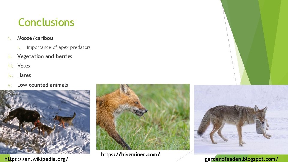 Conclusions i. Moose/caribou i. Importance of apex predators ii. Vegetation and berries iii. Voles