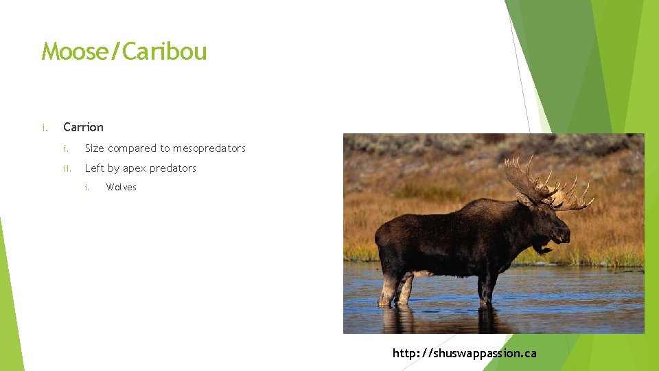 Moose/Caribou i. Carrion i. Size compared to mesopredators ii. Left by apex predators i.