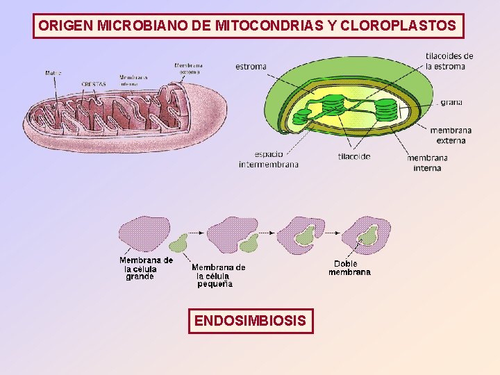 ORIGEN MICROBIANO DE MITOCONDRIAS Y CLOROPLASTOS ENDOSIMBIOSIS 