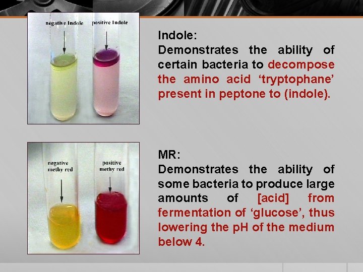 Indole: Demonstrates the ability of certain bacteria to decompose the amino acid ‘tryptophane’ present