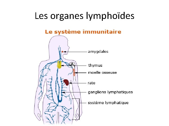 Les organes lymphoïdes 