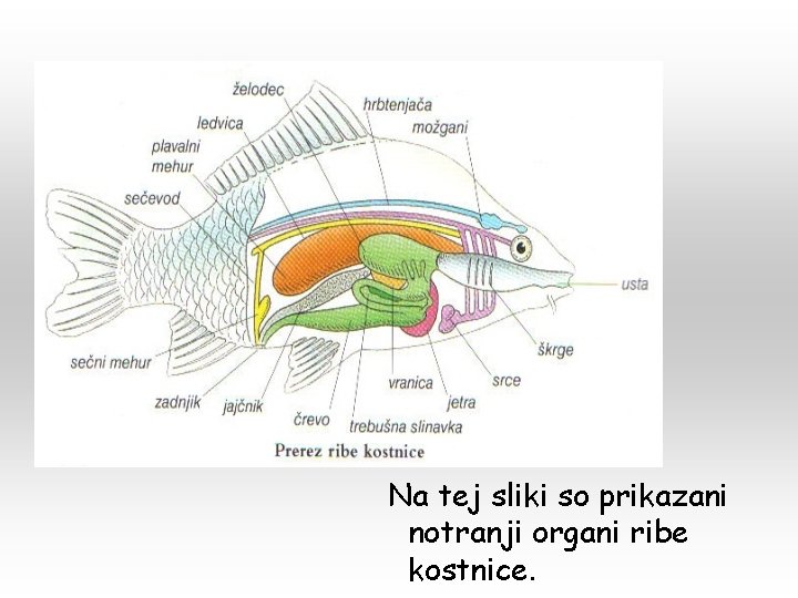Na tej sliki so prikazani notranji organi ribe kostnice. 