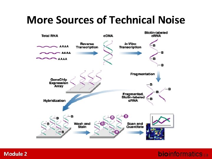 More Sources of Technical Noise Module 2 bioinformatics. ca 
