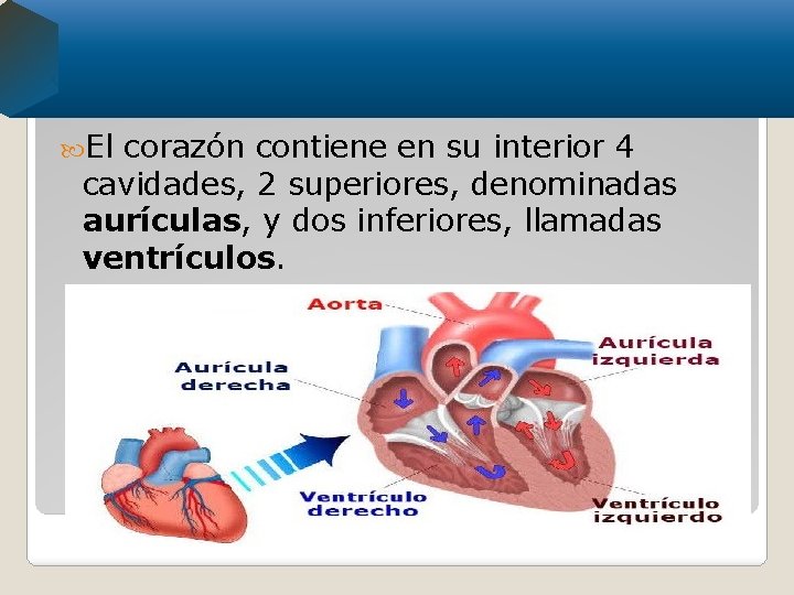  El corazón contiene en su interior 4 cavidades, 2 superiores, denominadas aurículas, y