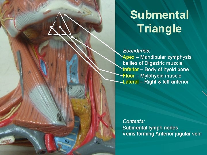 Submental Triangle Boundaries: Apex – Mandibular symphysis bellies of Digastric muscle Inferior – Body