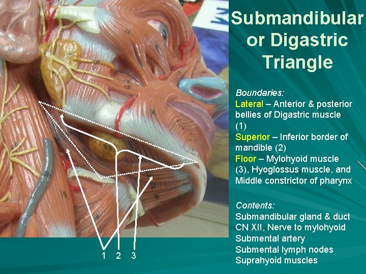 Submandibular or Digastric Triangle Boundaries: Lateral – Anterior & posterior bellies of Digastric muscle