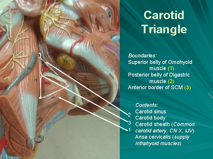 Carotid Triangle Boundaries: Superior belly of Omohyoid muscle (1) Posterior belly of Digastric muscle