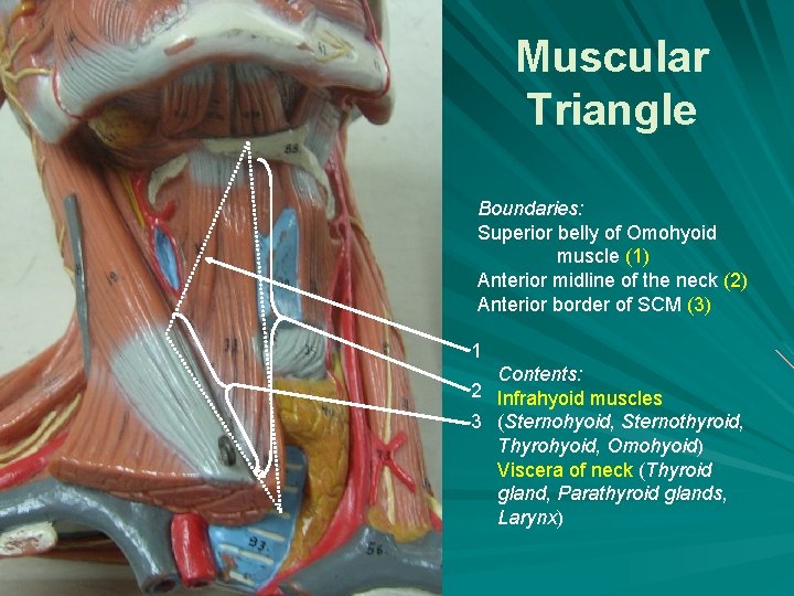Muscular Triangle Boundaries: Superior belly of Omohyoid muscle (1) Anterior midline of the neck