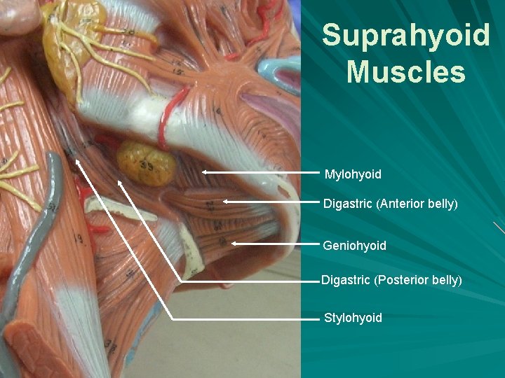 Suprahyoid Muscles Mylohyoid Digastric (Anterior belly) Geniohyoid Digastric (Posterior belly) Stylohyoid 