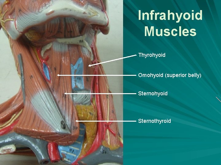 Infrahyoid Muscles Thyrohyoid Omohyoid (superior belly) Sternohyoid Sternothyroid 
