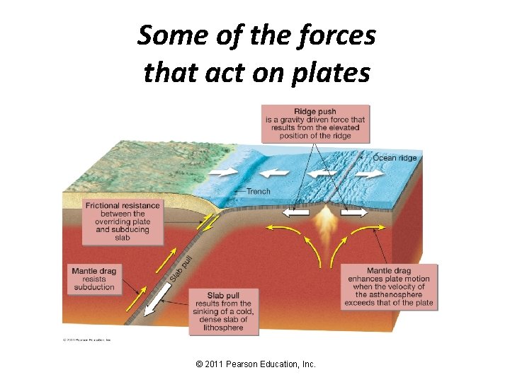 Some of the forces that act on plates © 2011 Pearson Education, Inc. 