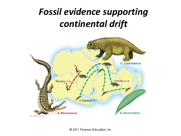 Fossil evidence supporting continental drift © 2011 Pearson Education, Inc. 