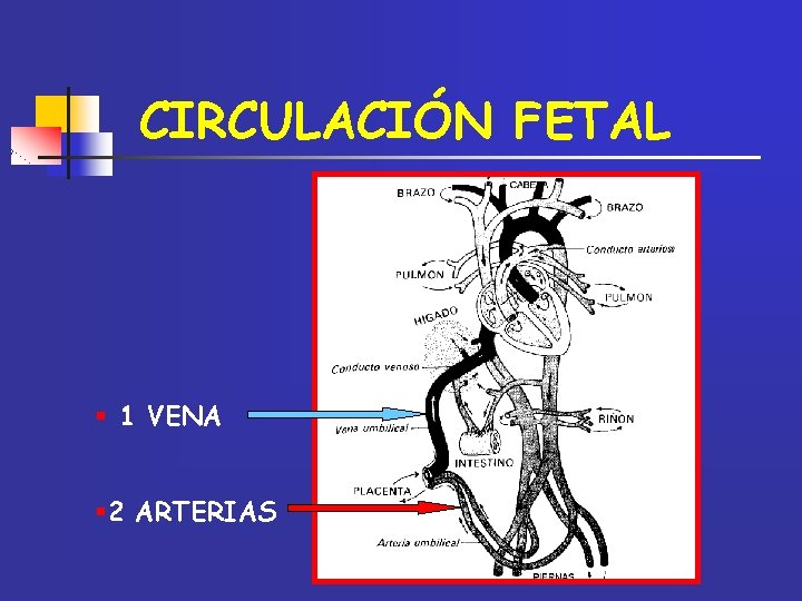 CIRCULACIÓN FETAL § 1 VENA § 2 ARTERIAS 