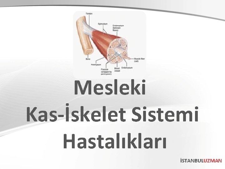 Mesleki Kas-İskelet Sistemi Hastalıkları İSTANBULUZMAN 