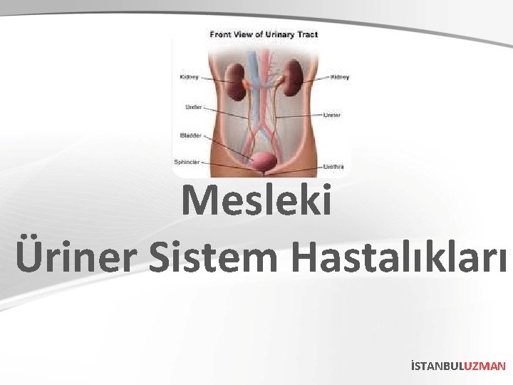 Mesleki Üriner Sistem Hastalıkları İSTANBULUZMAN 