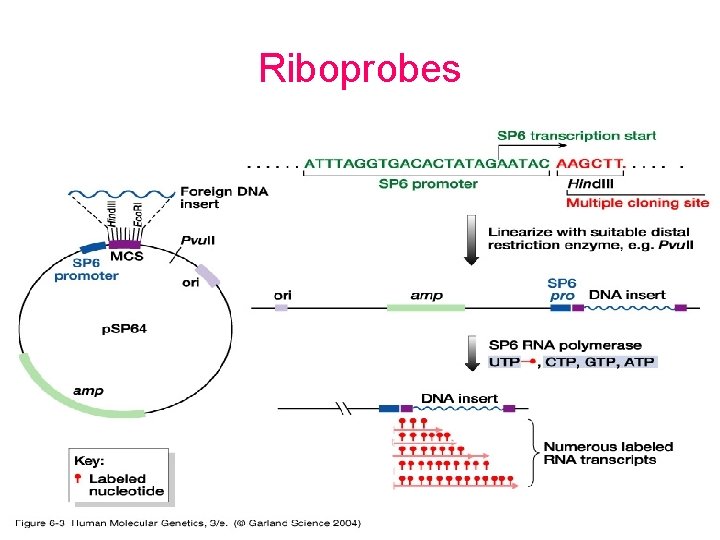 Riboprobes 