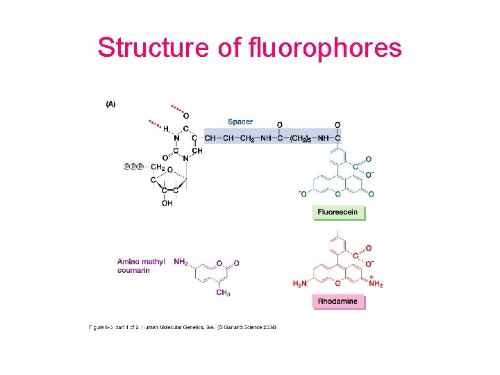 Structure of fluorophores 