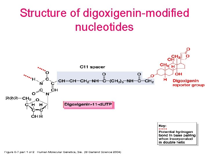 Structure of digoxigenin-modified nucleotides 