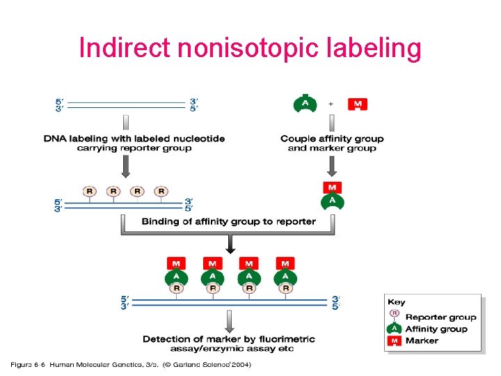 Indirect nonisotopic labeling 