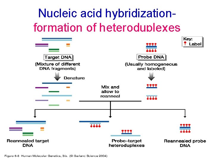 Nucleic acid hybridizationformation of heteroduplexes 